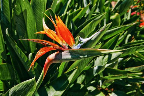 天堂鳥 植栽|Bird of Paradise 天堂鳥植栽